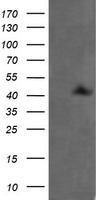 MEK1 Antibody