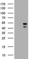 PARVB Antibody