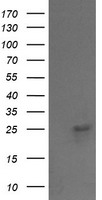 VPS28 Antibody