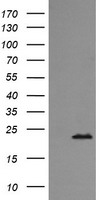RAB24 Antibody