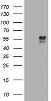 BTLA Antibody
