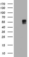 BTLA Antibody