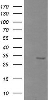 BTLA Antibody
