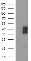 CD272 Antibody