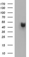 PARVB Antibody