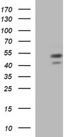 PARVB Antibody