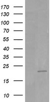 HRAS Antibody