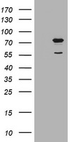POGK Antibody