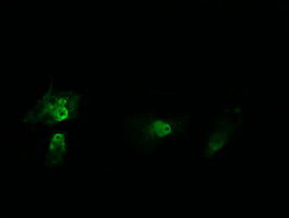 HRAS Antibody