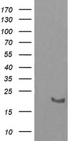 HRAS Antibody
