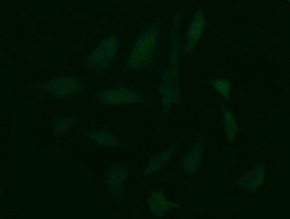 C10orf7 Antibody