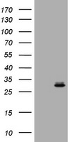 RAB24 Antibody
