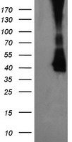 MEK3 Antibody