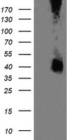 MEK3 Antibody
