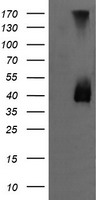 MEK3 Antibody