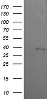 MEK3 Antibody