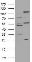 TRAPPC4 Antibody
