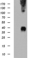 MEK3 Antibody