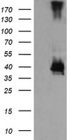 MEK3 Antibody