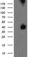 MEK3 Antibody