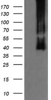 MEK3 Antibody