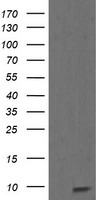 ROMO1 Antibody