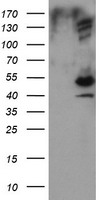DIXDC1 Antibody