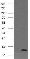 DDT Antibody