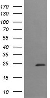 TRAPPC4 Antibody