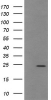 TRAPPC4 Antibody
