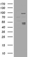 CA12 Antibody