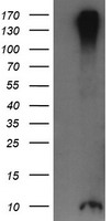 ROMO1 Antibody