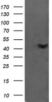 CATIP Antibody