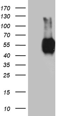 BTLA Antibody