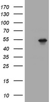 Tapasin Related Protein Antibody