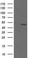 TAPBPL Antibody