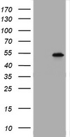 TAPBPL Antibody