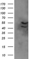 DIXDC1 Antibody