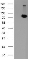 POGK Antibody