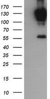 PCDH7 Antibody