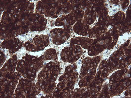 BTLA Antibody