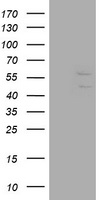 DIXDC1 Antibody
