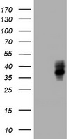 BTLA Antibody
