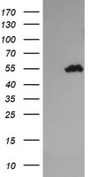 TRIM44 Antibody