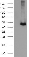 CATIP Antibody