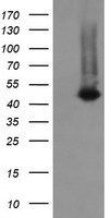 CATIP Antibody
