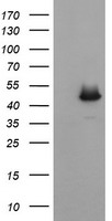 CATIP Antibody