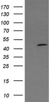 CATIP Antibody