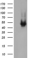 CATIP Antibody