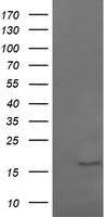 GADD45G Antibody